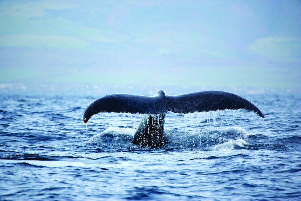 Oahu: Waikiki Eco-Friendly Afternoon Whale Watching Trip - Who This Trip Works Best For