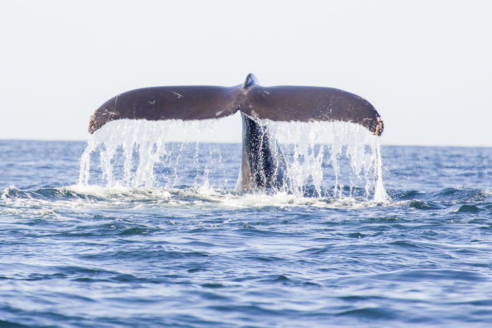 Oahu: Waikiki Eco-Friendly Afternoon Whale Watching Trip - The 90-Minute Afternoon Sail: What the Timing Feels Like