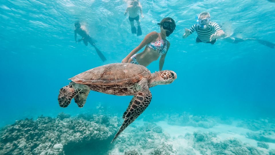 Oahu: Waikiki Turtle Snorkeling Adventure - Key points to know before you go