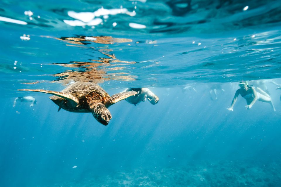Oahu: Waikiki Turtle Snorkeling Adventure - Why this Waikiki turtle snorkel feels different than a random swim