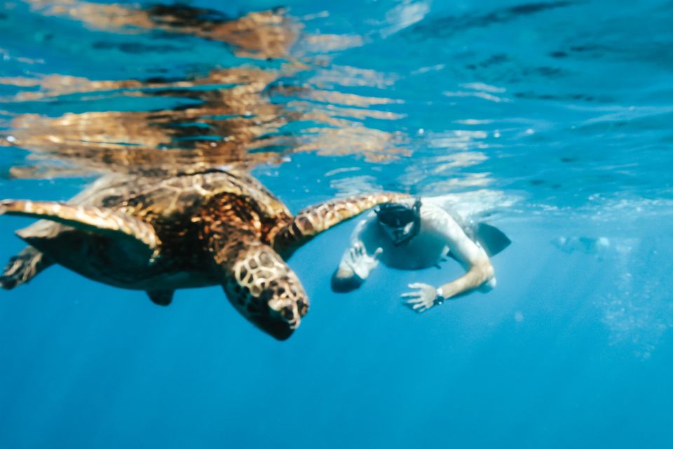 Oahu: Waikiki Turtle Snorkeling Adventure - Snacks onboard: bring your own food and make it feel local