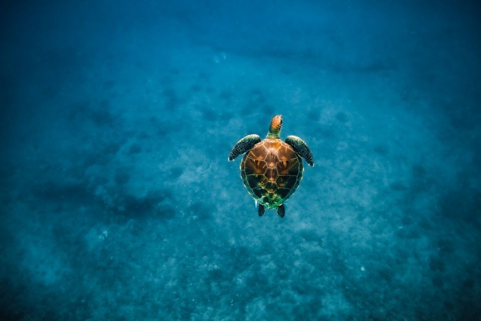 Oahu: Waikiki Turtle Snorkeling Adventure - Gear, comfort, and safety details that prevent headaches