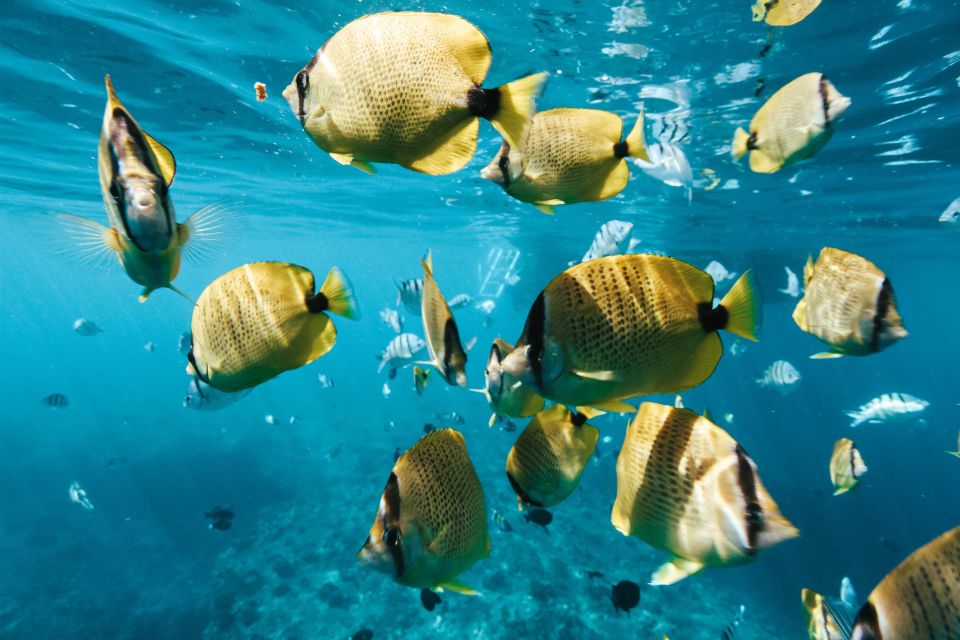 Oahu: Waikiki Turtle Snorkeling Adventure - Price and value: what your $125 is paying for