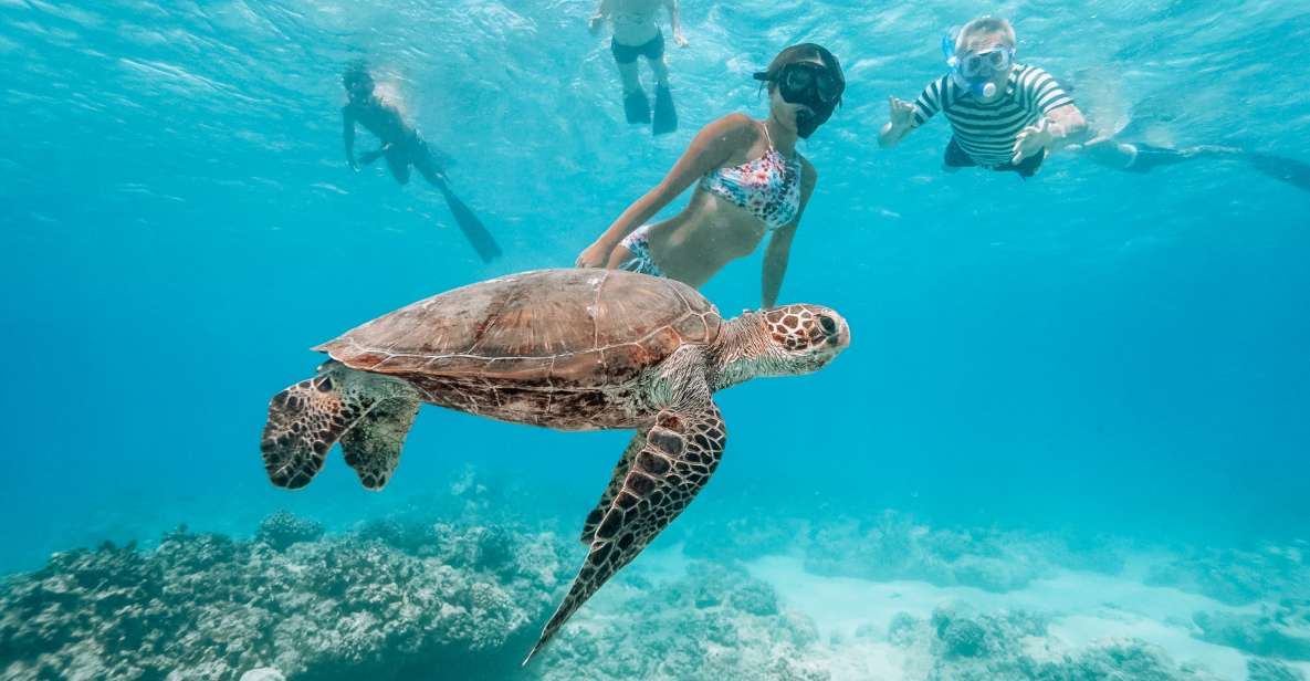 Oahu: Waikiki Turtle Snorkeling Adventure - Honu time: what the guided turtle swim is really like