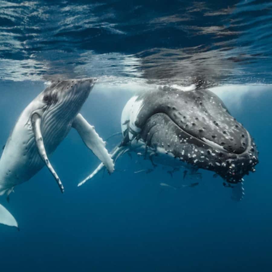 Oahu: Waikiki Whale Watch Boat Tour - The 40-ft Corinthian Catamaran Experience: Comfort Comes First