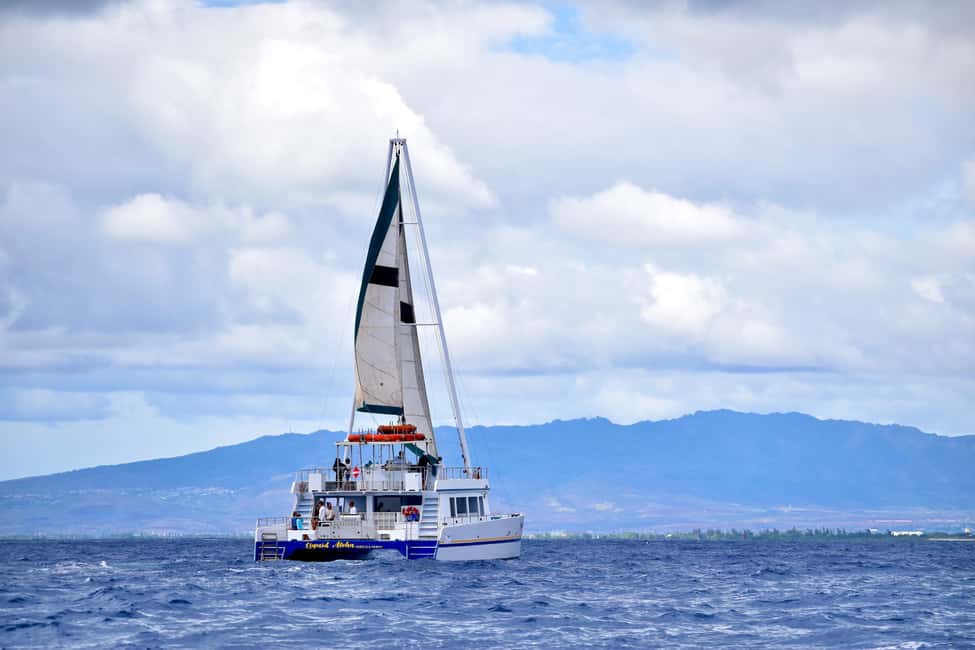 Oahu: Waikiki Whale Watching Cruise - Why This Glass-Bottom Catamaran Works in Waikiki