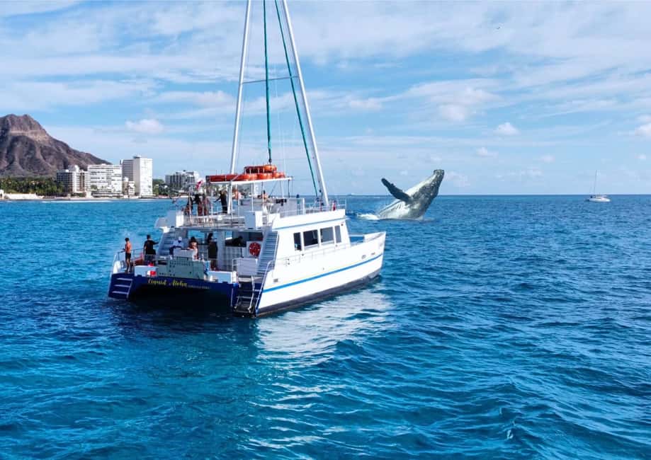 Oahu: Waikiki Whale Watching Cruise - The Underwater Viewing Room: See Whales From Above and Below