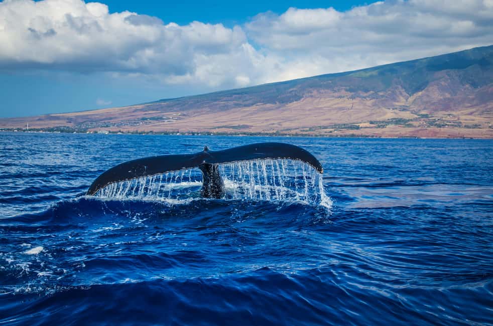 Oahu: Waikiki Whale Watching Cruise - Entering the Onboard Experience: Decks, Shade, Restrooms, and On-Board Comfort
