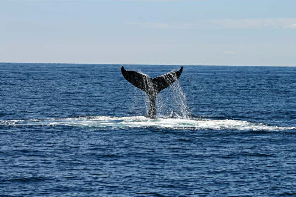 Oahu: Waikiki Whale Watching Cruise - Should You Book the Oahu Whale Watching Cruise?