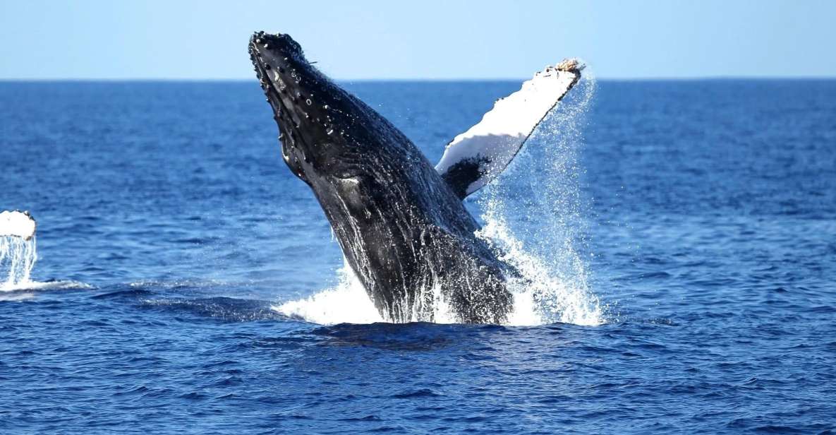 Oahu: Waikiki Whale Watching Cruise - Two Decks, One 2-Hour Run: How the Whale Hunt Feels