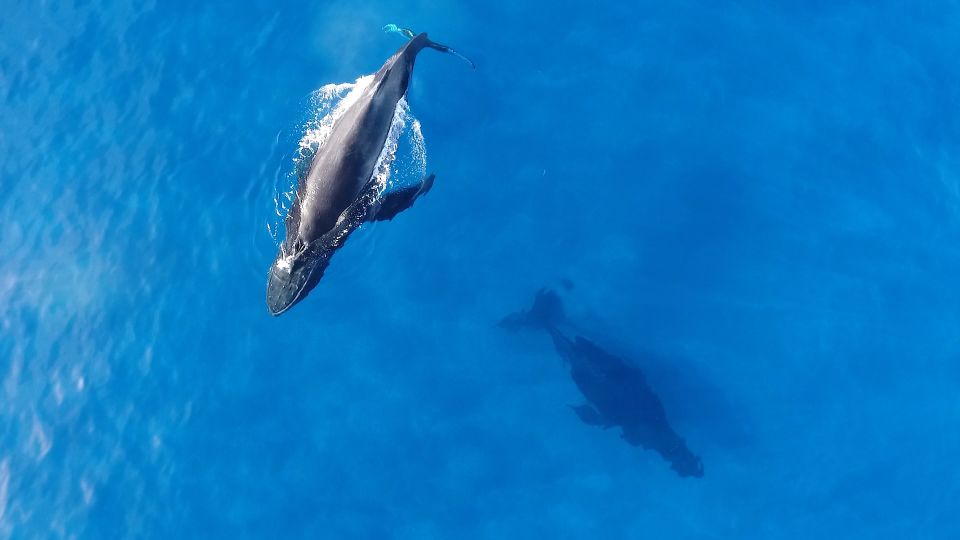 Oahu: Waikiki Whale Watching Tour-Donut and Coffee Included - Key Highlights You’ll Actually Care About