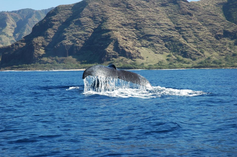 Oahu: Waikiki Whale Watching Tour-Donut and Coffee Included - Getting on Board at Kewalo Basin Harbor (And Why the Boat Setup Matters)