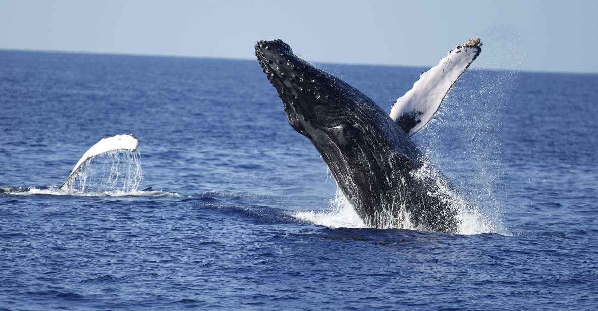 Oahu: Waikiki Whale Watching Tour-Donut and Coffee Included - Whale Watching Near Diamond Head With a Hydrophone (Yes, You Can Hear Them)