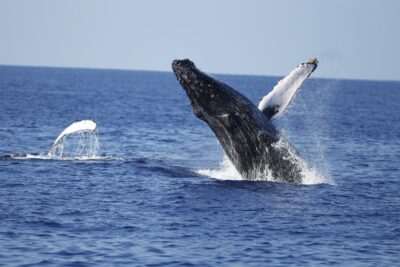 Oahu: Waikiki Whale Watching Tour-Donut and Coffee Included - The E Ho Mai Ceremony: More Than a Nice Photo Stop