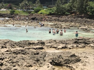 Oahu: Waimea Falls & valley & North Shore day - Morning Starts: Turtle Search Beaches, Sugar Mill, and Macadamia Stops