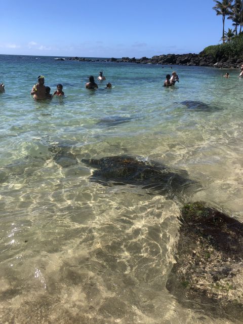 Oahu: Waimea Falls & valley & North Shore day - Afternoon Turtle Searching and Beach Hopping with Local Art Stops