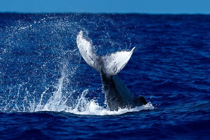 Oahu Whale Watch Tour & Waikiki Sunset Boat Tour - Key Things to Know Before You Go