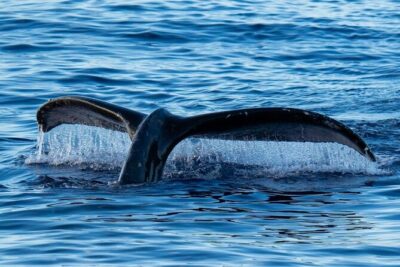 Oahu Whale Watch Tour & Waikiki Sunset Boat Tour - How Whale Watching Works Here (and What the Crew Is Watching For)