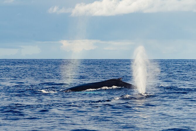 Oahu Whale Watch Tour & Waikiki Sunset Boat Tour - Warm Drinks and Crew Energy: Why Comfort Matters on the Water