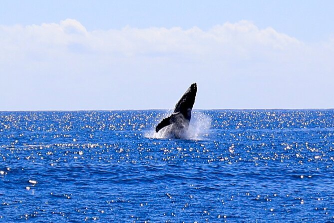 Oahu Whale Watch Tour & Waikiki Sunset Boat Tour - Bringing Food and Drinks: The Rules That Keep Things Easy