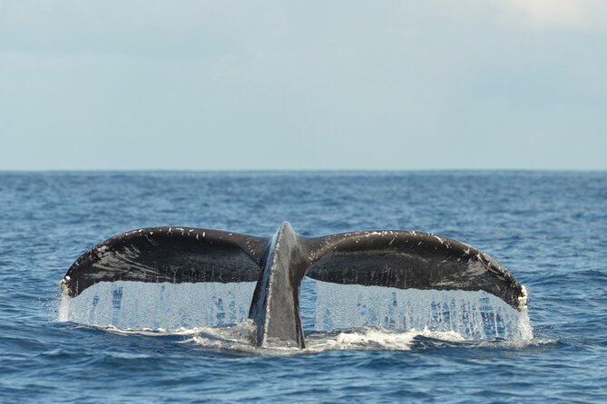 Oahu Whale Watch Tour & Waikiki Sunset Boat Tour - Group Size and Booking Timing: What $80 Really Buys You