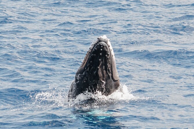 Oahu Whale Watch Tour & Waikiki Sunset Boat Tour - Weather Realities: When Wind Changes Everything
