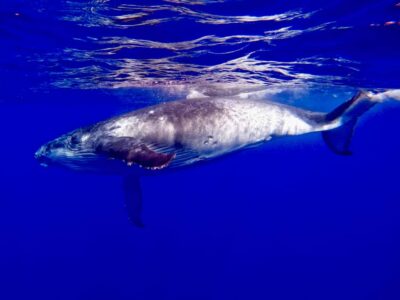 Oahu: Whale Watching Cruise Whales Guaranteed - Pier B in Kewalo Basin: where you start makes a difference