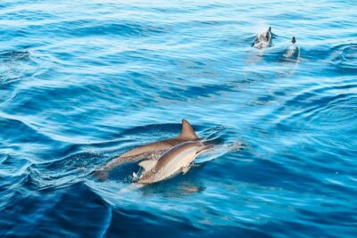 Oahu: Wild Dolphins Swim Turtle Snorkel Tour & Waterslide - Morning logistics: pickup, timing, and getting cruise-ready
