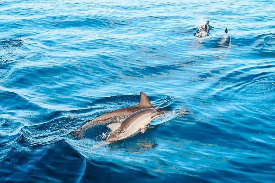 Oahu: Wild Dolphins Swim Turtle Snorkel Tour & Waterslide - Morning logistics: pickup, timing, and getting cruise-ready