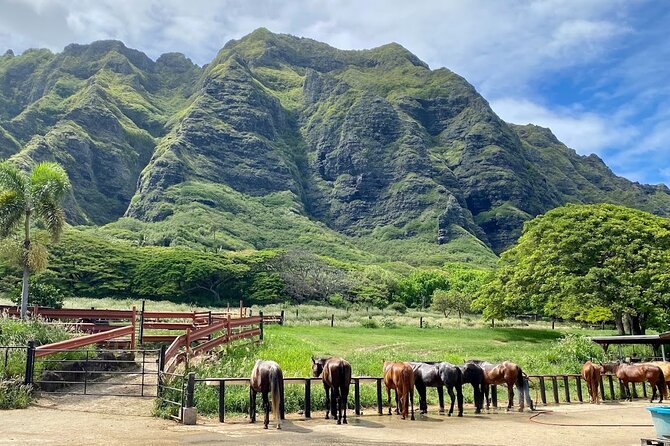 Oahu's Fun and Foodie Tour Groups of 5 or more Only! - Stop 3: Tropical Farms Macadamia Stop With Real Family History