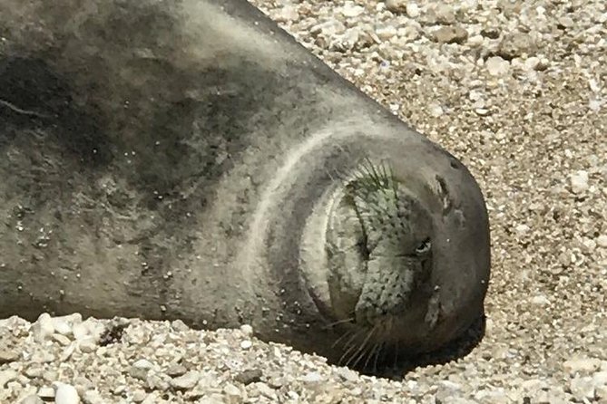 Off-Road Adventure Tour on Oahu's North Shore - Sea turtles, monk seals, and birds: where to focus your attention