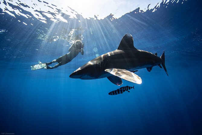 Open Water Shark Dive - 2 hours on the water: timing, water time, and what to expect