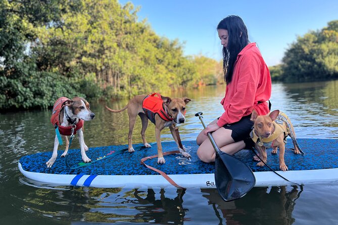 Paddle Board North Shore with Rescue Dogs - Photo and video delivery that actually works on vacation