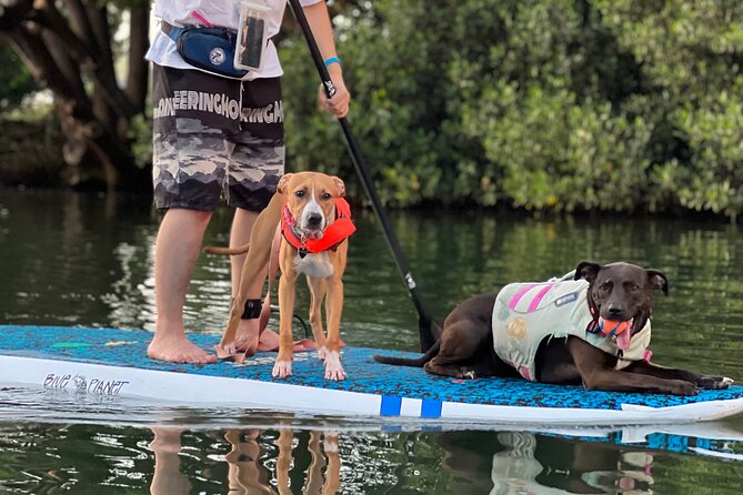 Paddle Board North Shore with Rescue Dogs - Who this is perfect for (and who might want to think twice)