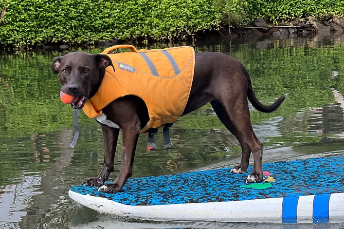 Paddle Board North Shore with Rescue Dogs - Price and value for $150 per person