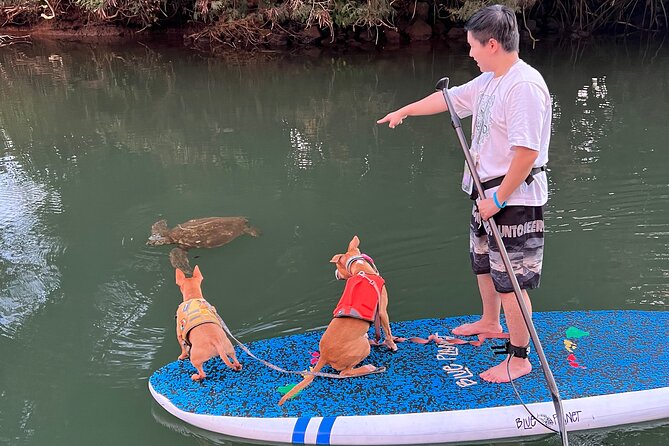 Paddle Board North Shore with Rescue Dogs - Timing, meeting details, and what to expect after the paddle