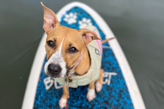 Paddle Board North Shore with Rescue Dogs - SUP training in calm conditions: balance, paddling, safety