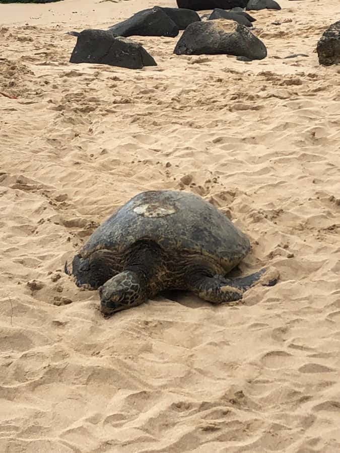 Pearl Harbor and Scenic Oahu Private Tour - Kualoa Regional Park and the Scenic Drive Between Stops