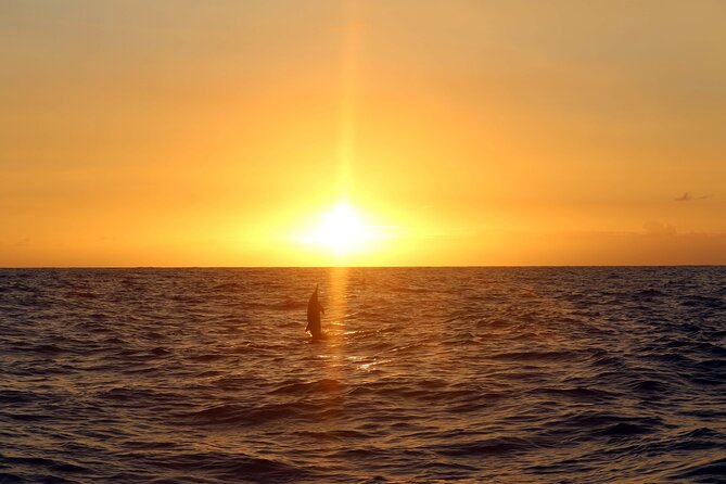 Premium Snorkel Sunset Cruise with Whale and Dolphin Watch - Sunset watch over the Pacific: why the timing works