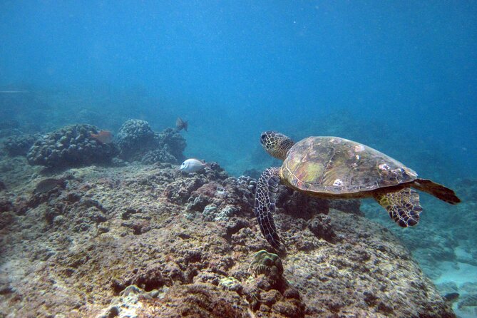 Private 5Hrs Island Tour with 2Hrs Sail and Snorkel with Turtles - Private Oahu Island Views, Then Turtle Canyon on a Sailboat