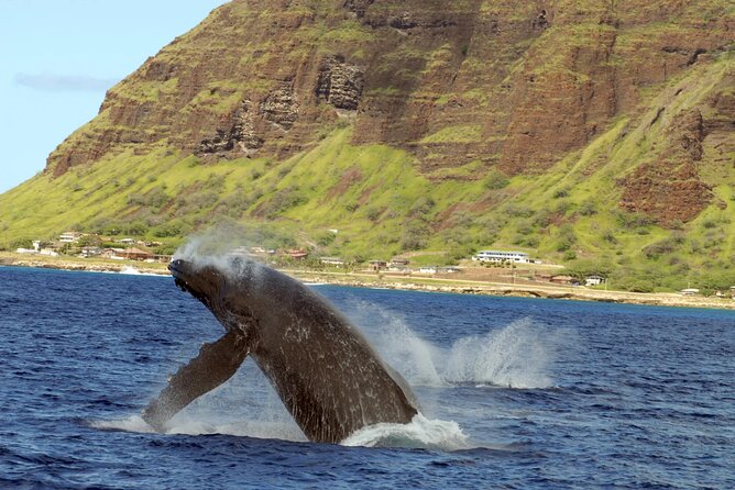 Private and Luxurious Sunset Cruise with Whale & Dolphin Watch - Who should book this private sunset cruise?