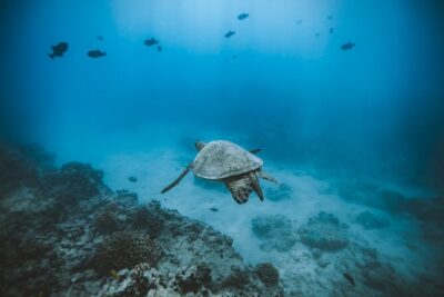 Private Boat Charter in Waikiki for Snorkeling and Events - Getting started at Oahu Catamarans Pier A (and why location matters)