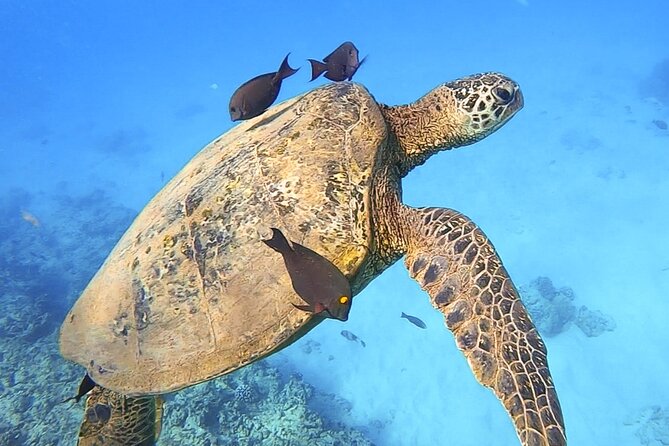 Private Catamaran Charter in Waikiki (1-6 Guests) - Snorkeling with turtles and tropical fish: the practical part