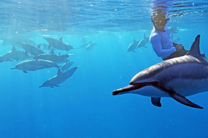 Private Dolphin Swim with Slide for up to 15 Passengers - Quick hits before you go