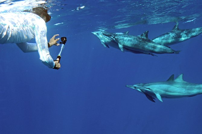 Private Dolphin Swim with Slide for up to 15 Passengers - Private dolphin swim on Oahu: what private really changes