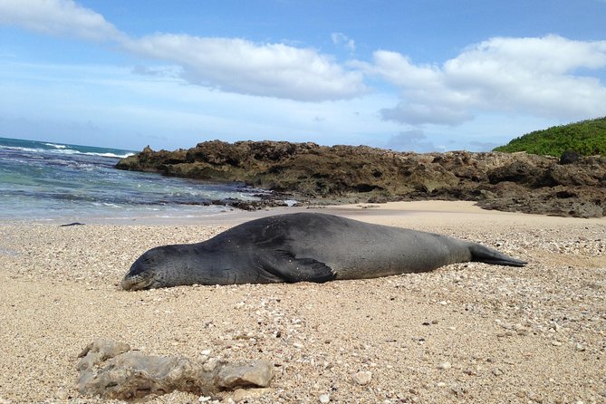 Private luxury tour of Oahu island - Turtle Beach, Waimea Bay, and Shark’s Cove: The North Shore in Bite-Size Chunks