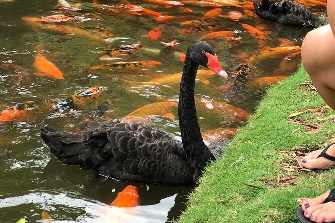 Private luxury tour of Oahu island - Laie Point State Wayside Park, Mokoli’i Island, and Tropical Farms