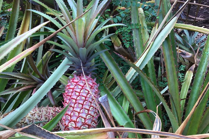 Private Pearl Harbor & North Shore tour (Se habla Español) - Coffee farm, Dole stops, and shave ice: easy wins that keep the day light