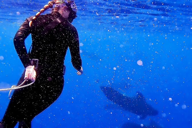 Private Sea’fari Expedition • 8 Guests Included (Expandable) - The Two Stops That Increase Your Odds: Ka‘ena Point and Makaha