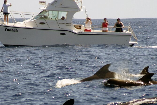 Private Sea’fari Expedition • 8 Guests Included (Expandable) - Price and Value: Is $1,900 Per Group a Smart Spend?